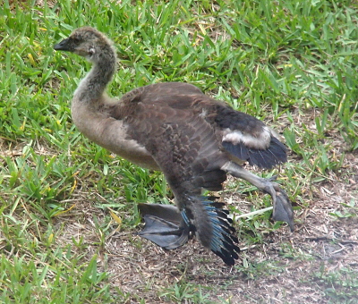 [A gosling stands facing the left on its right foot with its left foot in the air straight behind it and with the left wing outstretched toward the camera. At the end of the wing are dark feathers growing out from thin blue shafts. There are fuzzy brown patches on the end of the shaft opposite the feathers.]